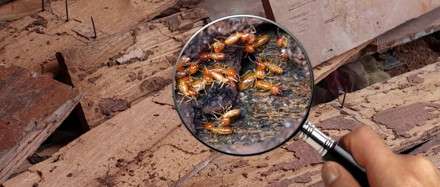 Pest Library Background