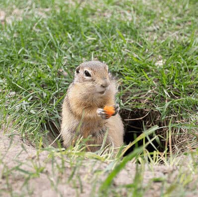 Gopher coming out of a hole
