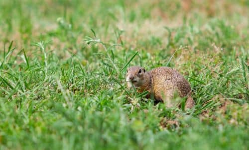 Gopher in the grass
