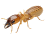 Termite Control