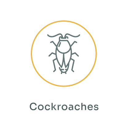 Cockroaches
