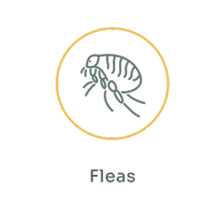 Fleas