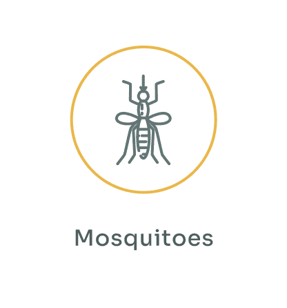 Mosquitoes