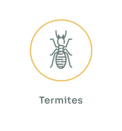 Termites