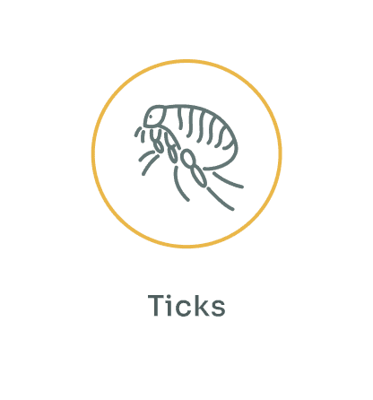Ticks