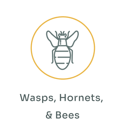 Wasps, Hornets, & Bees