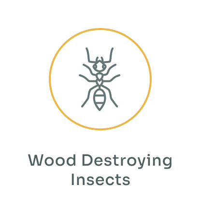 Wood Destroying Insects