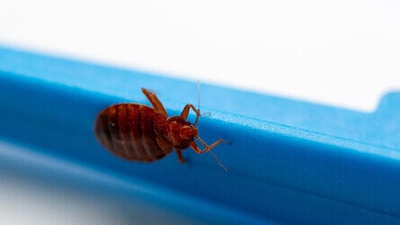 Brown rat on wooden snap trap