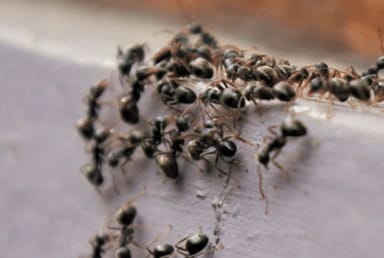 How to deal with ants in your daycare center