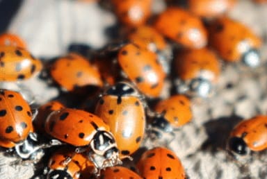 How to deal with spiders or ladybugs in your daycare center