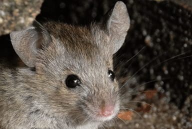 How to deal with rodents in your daycare facility