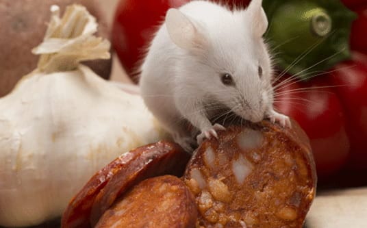 Mouse near food in a restaurant kitchen