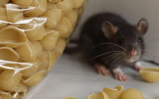 Rat near food packaging in a restaurant