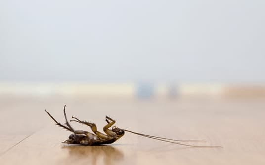 Cockroach on a retail store floor