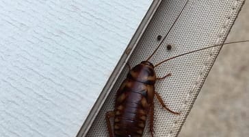 Specks on walls or floors