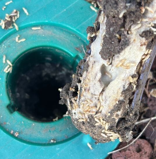 Hawx developer at work