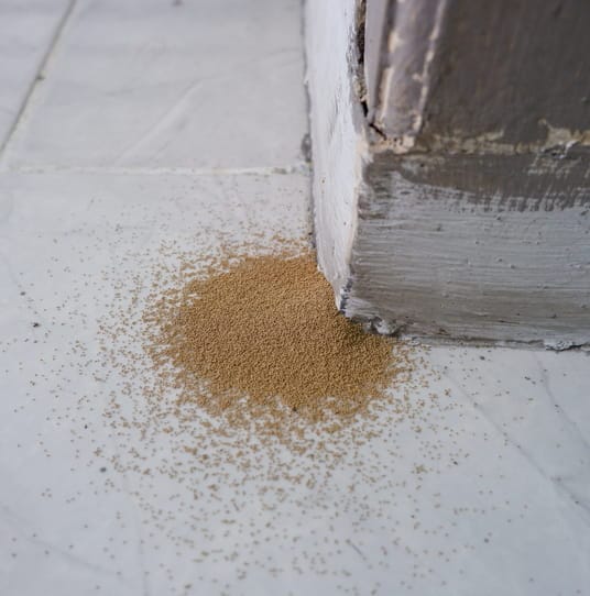 sign of termite infestation
