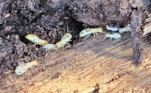 Crawlspace Technician