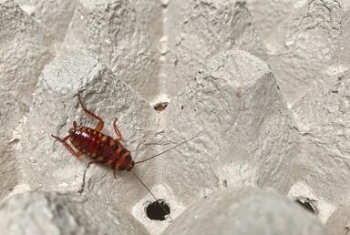 Brown-Banded Cockroach