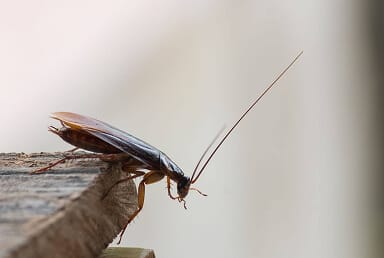 Texas Flying Cockroach