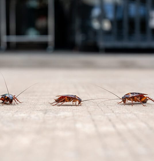 Signs of cockroach infestation