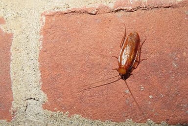 Wood Cockroach