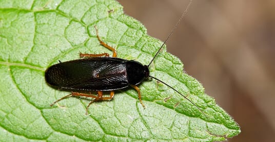 Cockroach on leaf