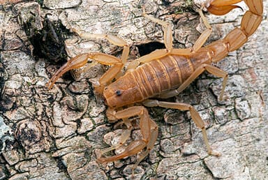 Yellow Ground Scorpion (Vaejovis confusus)