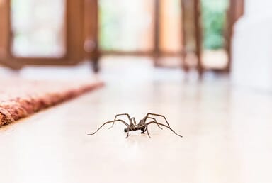 House Spider