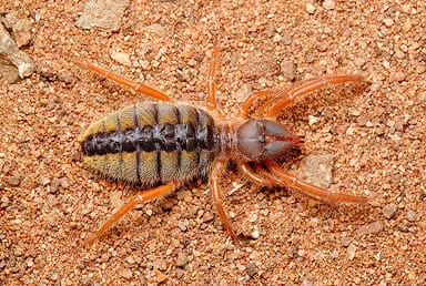 Camel Spider