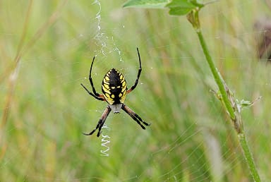 Garden Spider