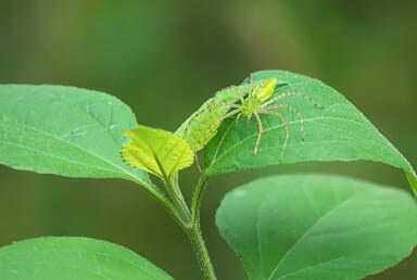 Green Lynx Spider