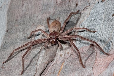 Huntsman Spider