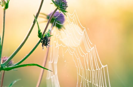 Spider activity around the home