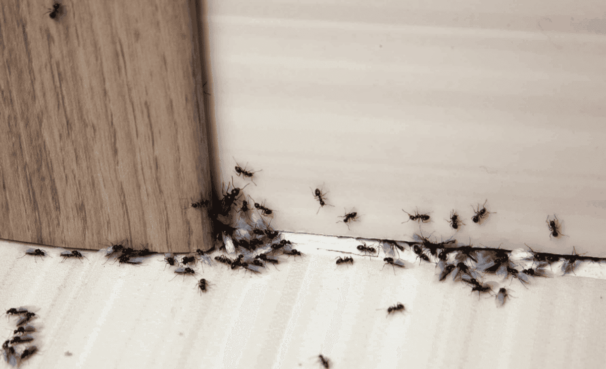 How ants behave