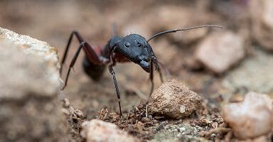 Carpenter Ant