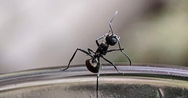 Odorous House Ant