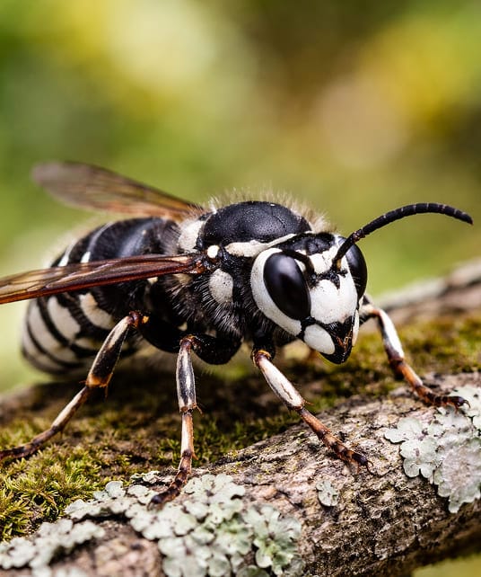 Bald-faced hornet on a surface