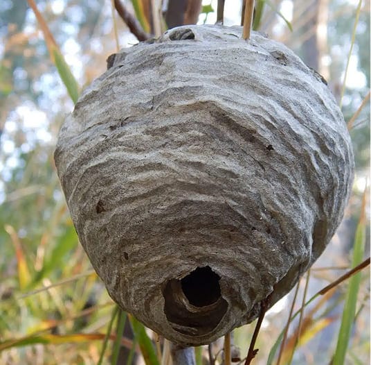 Large bald-faced hornet nest hanging from a tree