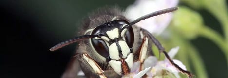 Bald-faced hornet close-up