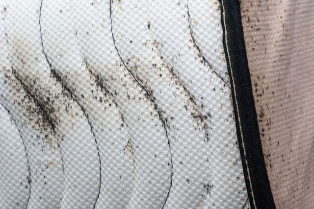 Dark Spots on Mattresses