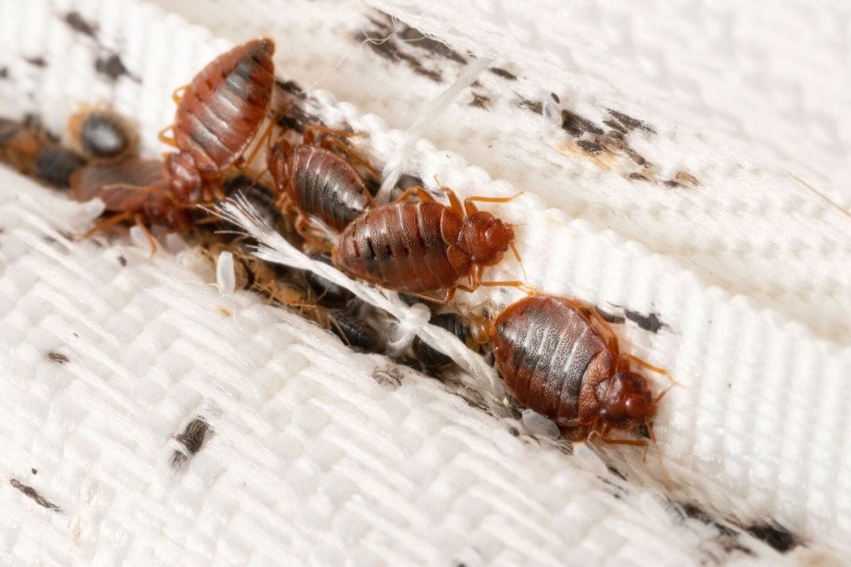 Bed bug activity in a home
