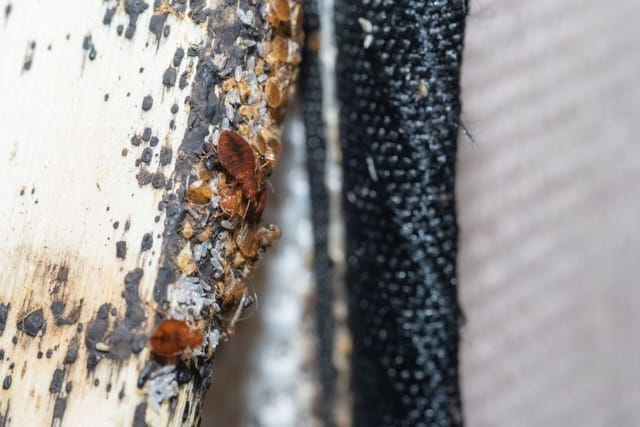 Shed Skins / Live Bugs