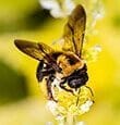 Carpenter Bee (Xylocopa)