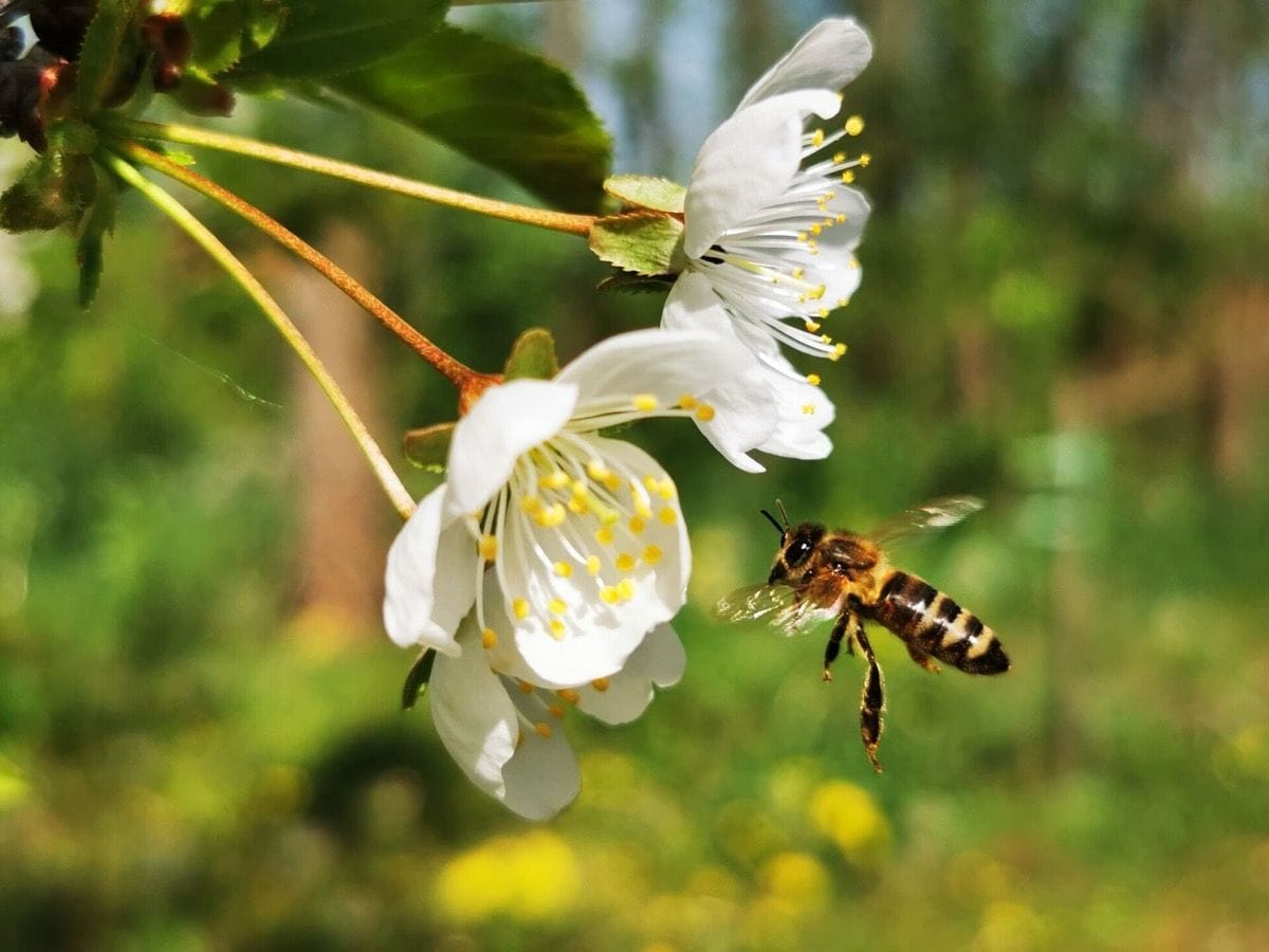 Bee prevention and next steps