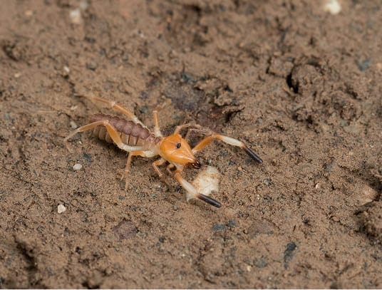 Camel spider behavior in desert habitat