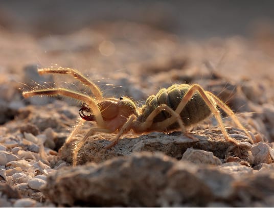 Camel spider up close showing its powerful jaws