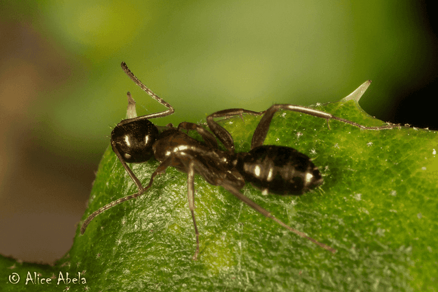 Camponotus clarithorax