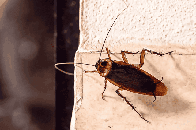 American Cockroach