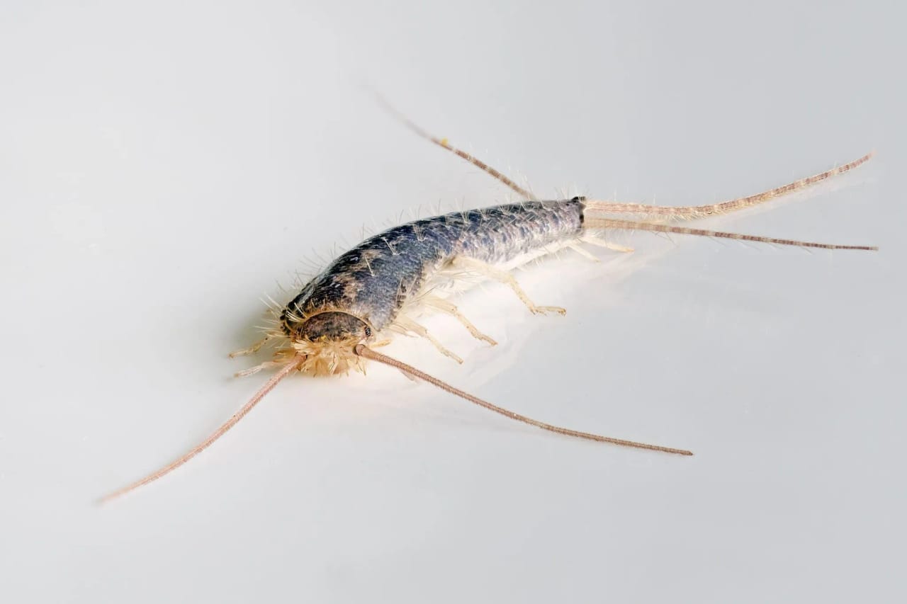 Silverfish showing typical features